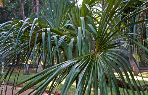 Exotic palm tree  Mauritiella aculeata   Rio de Janeiro  Brazil 