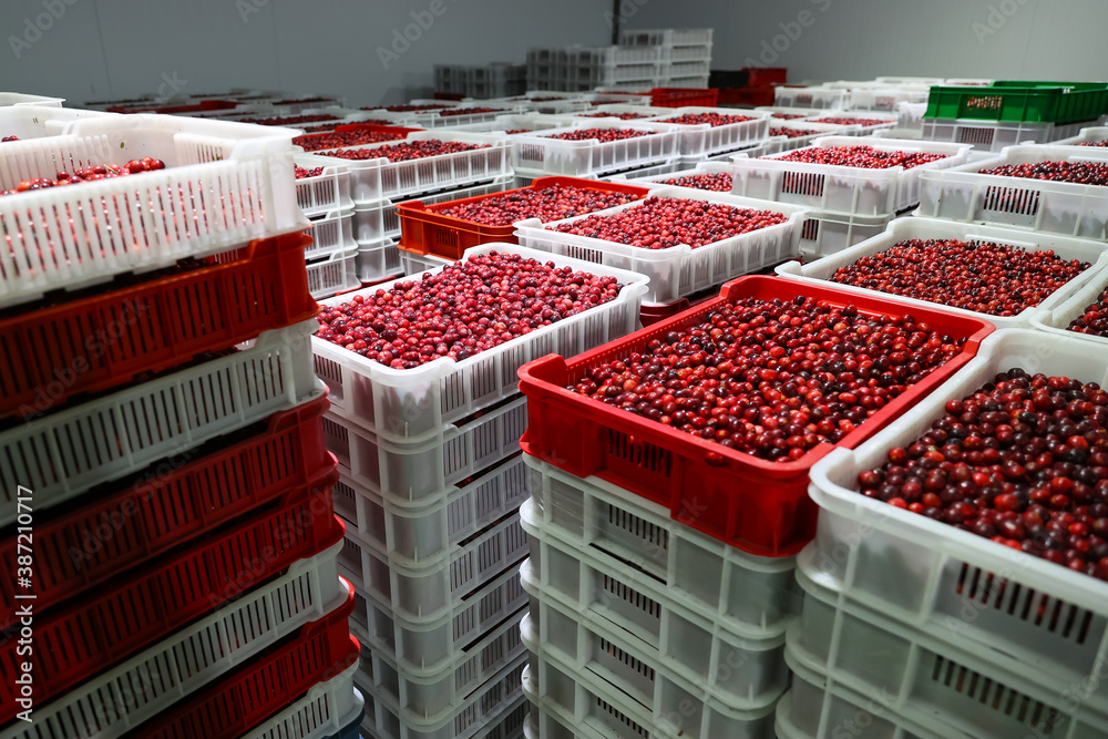 Collected cranberries in plastic boxes are in storage