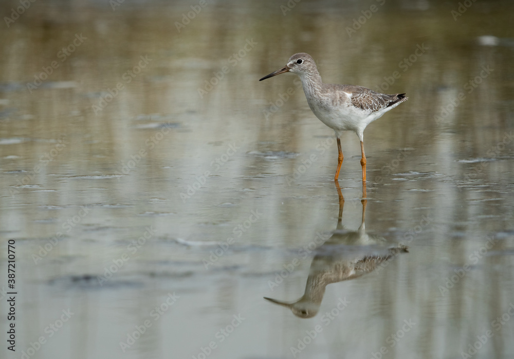 Redshank at Asker marsh with reflection on water, Bahrain Redshank at Asker marsh with reflection on water, Bahrain