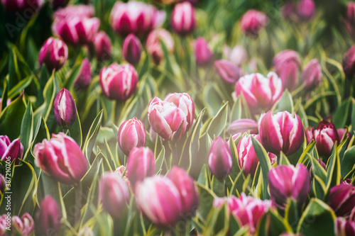 Beautiful bright colorful pink purple white blooming tulips on a large flowerbed in the city garden or flower farm field in springtime in sunlight Spring easter flower background.