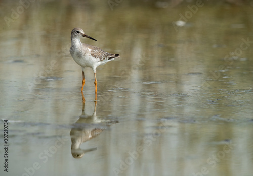 Portrait of a Redshank at Asker marsh with reflection on water, Bahrain