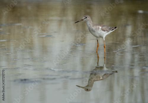 Redshank at Asker marsh with reflection on water, Bahrain