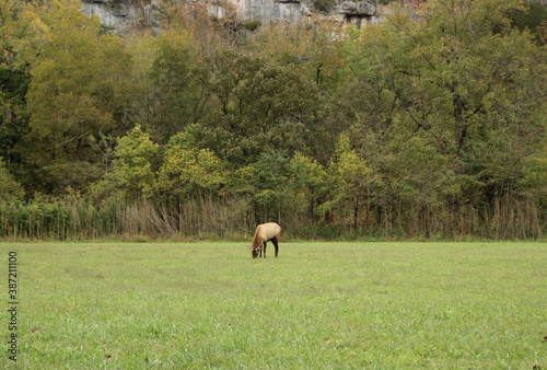 Grazing Elk