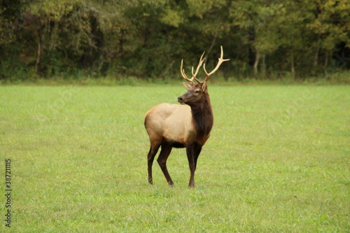Elk Intrigued