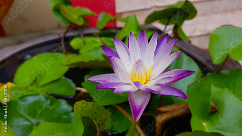 close-up purple lotus. violet lotus is blooming on a nice day. green leaves blurred background.