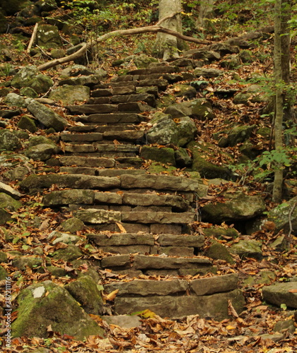 Stairway in the Forest
