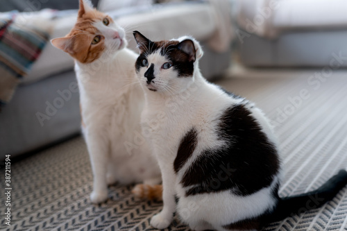 dos gatos domesticos juegan juntos sobre la alfombra