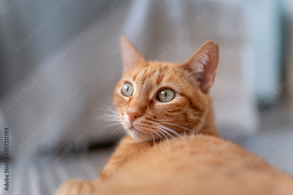 Primer plano. Gato atigrado de color marron con ojos verdes.