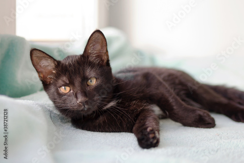 Small black-white kitten with green eyes is lying on a blue blanket near to window.