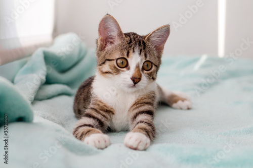 Small white tabby kitten with green eyes is lying on a blue blanket near to window.