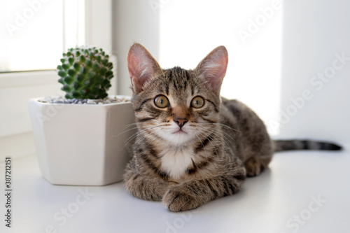 Portrait of white tabby kitten with yellow eyes in sunlight is sitting on a windowsill near to cactus in ceramic pot.