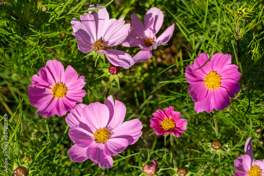 Close up texture background view of bright pink blooming cosmos flowers in a sunny ornamental flower garden