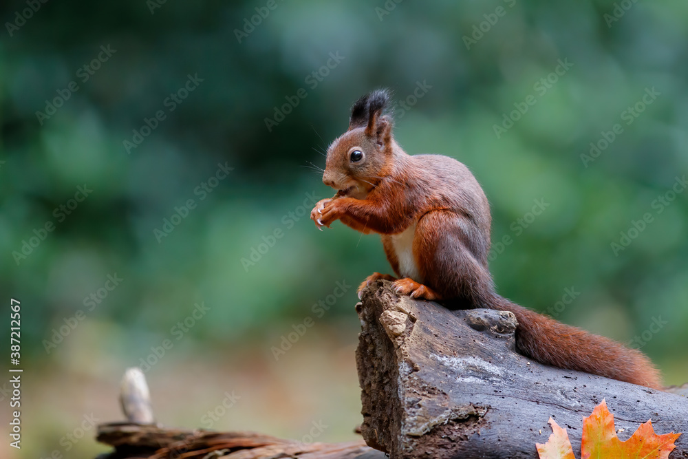Eurasian red squirrel (Sciurus vulgaris) searching for food in autumn in the forest of Drunen, Noord Brabant in the Netherlands.