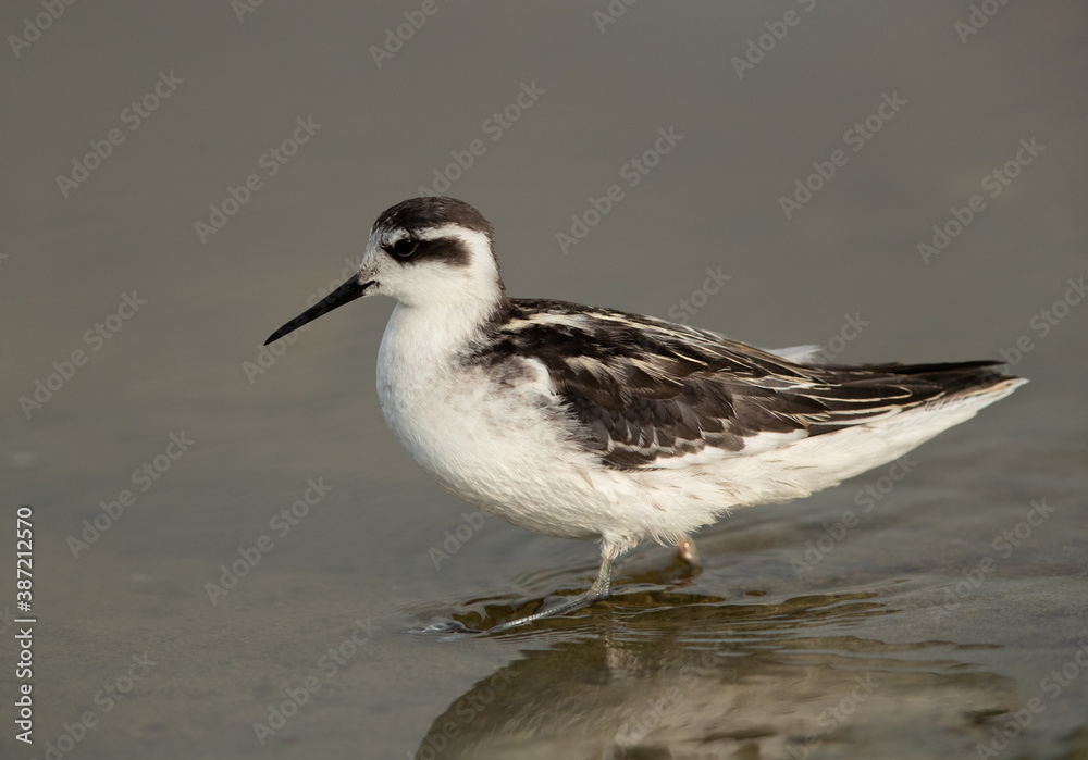 Portrait of a Red-necked phalarope at Asker Marsh, Bahrain Portrait of a Red-necked phalarope at Asker Marsh, Bahrain