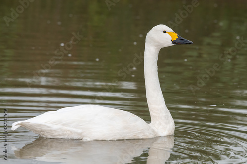 Portrait of a Bewicks swan (cygnus columbianus) swimming in the water photo