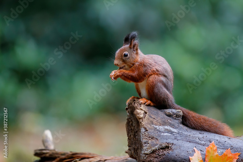 Eurasian red squirrel  Sciurus vulgaris  searching for food in autumn in the forest of Drunen  Noord Brabant in the Netherlands.