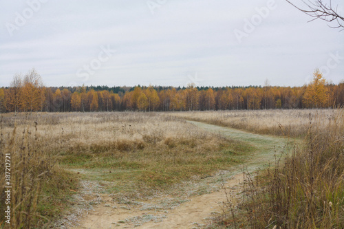 Autumn nature, field, road and trees with yellow foliage