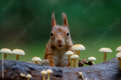 Eurasian red squirrel (Sciurus vulgaris) searching for food between the mushrooms in autumn  in the forest of Drunen, Noord Brabant in the Netherlands. photo