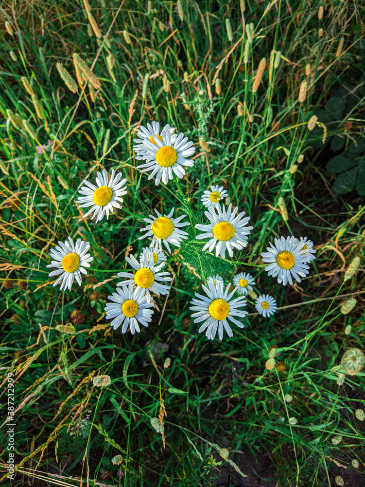 daisies in a garden