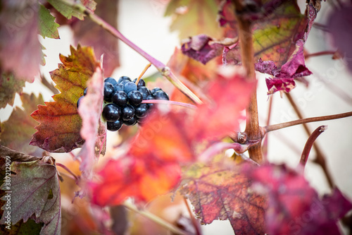 Vino, viña, uva, vid, vendimia, otoño, estación, recogida, fruto, tinto, claro, mosto.