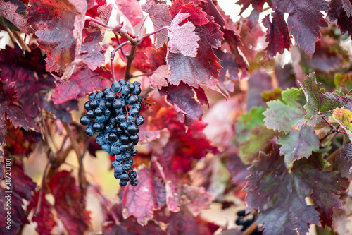 Vino, viña, uva, vid, vendimia, otoño, estación, recogida, fruto, tinto, claro, mosto.