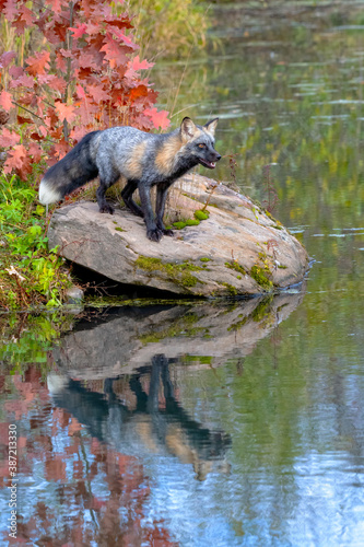 Cross Fox in Autumn with Reflection in Water © Evelyn
