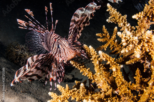 Fototapeta Naklejka Na Ścianę i Meble -  Seascape of coral reef in Red Sea / Egypt with Lionfish and coral