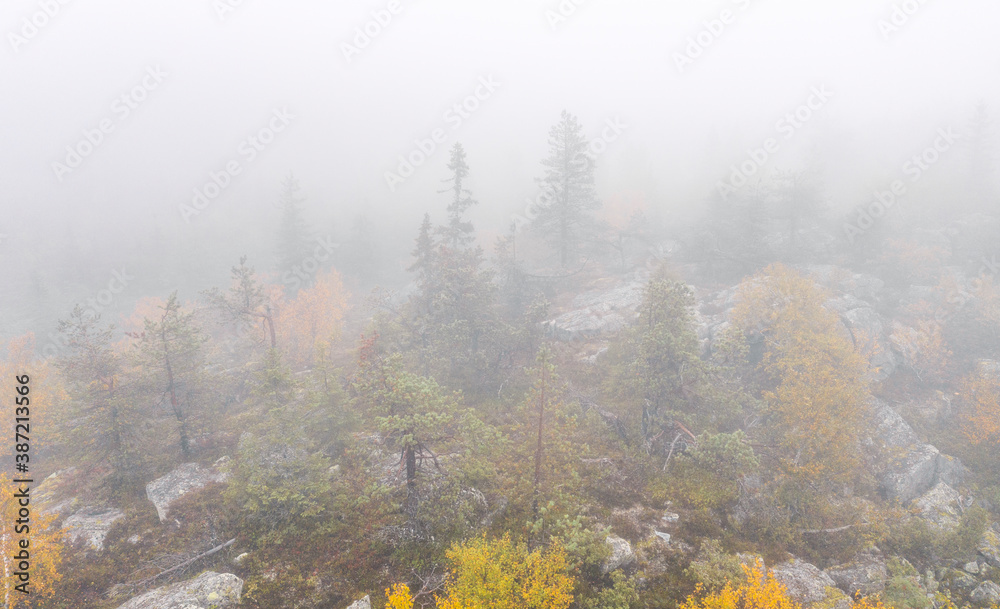 Foggy autumn morning 