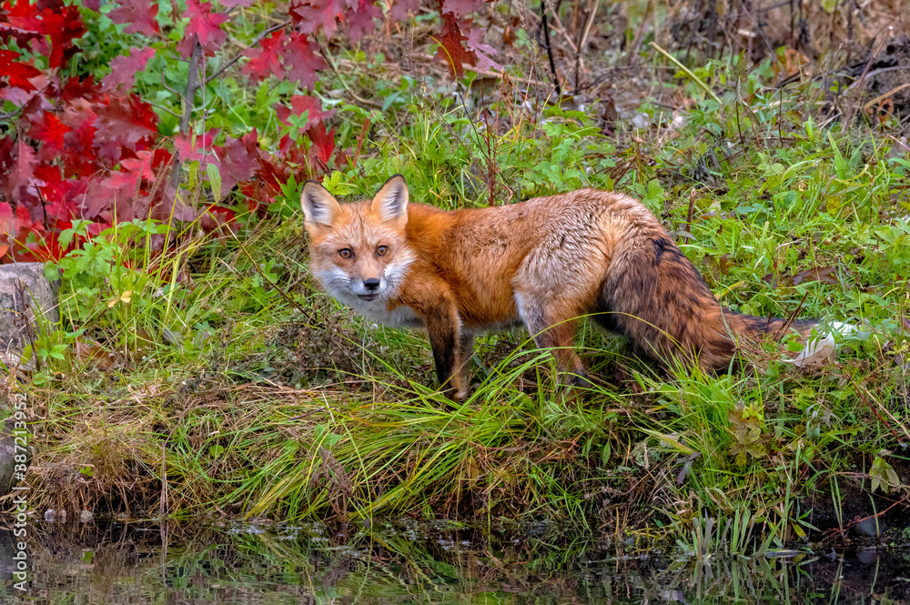 Red Fox on the Shoreline in Autumn