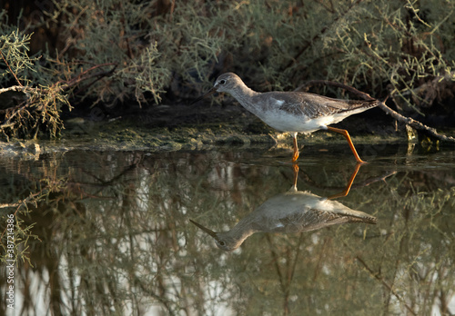 Redshank at Asker marsh with reflection on water, Bahrain