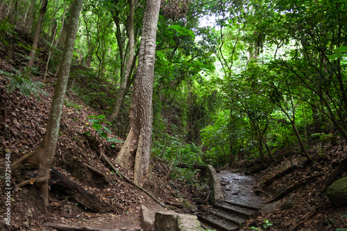 Spectacular green trail  surrounded by mountain vegetation in Sabas Nieves  El Avila Waraira Repano National Park mountain  Caracas Venezuela.