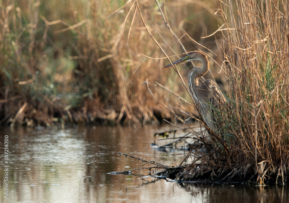 Purple Heron at Asker Marsh, Bahrain Purple Heron at Asker Marsh, Bahrain