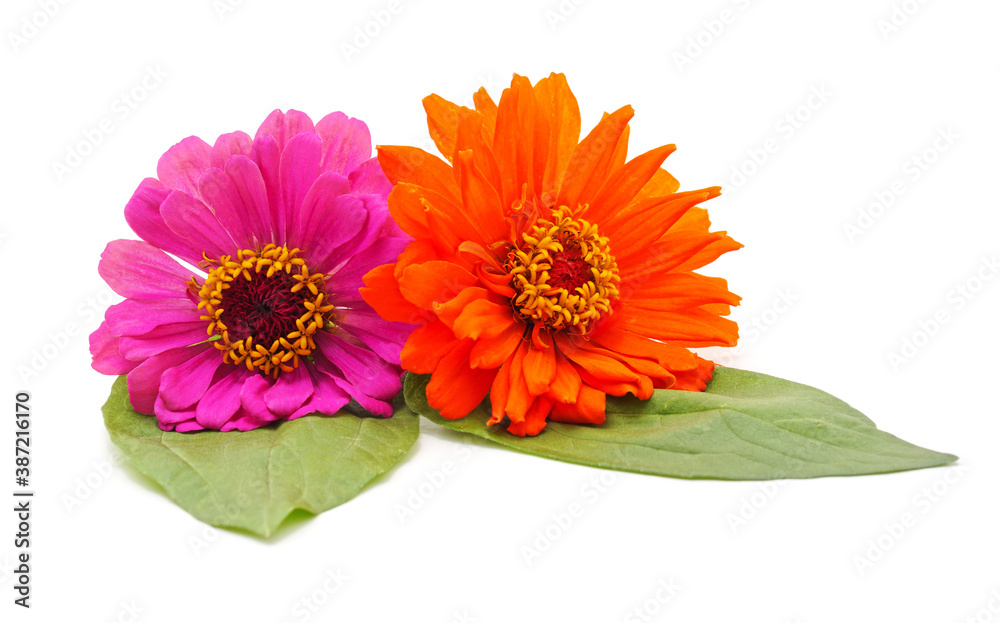 Bouquet of multicolored zinnia. Bouquet of multicolored zinnia.