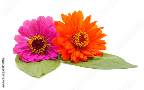 Bouquet of multicolored zinnia.