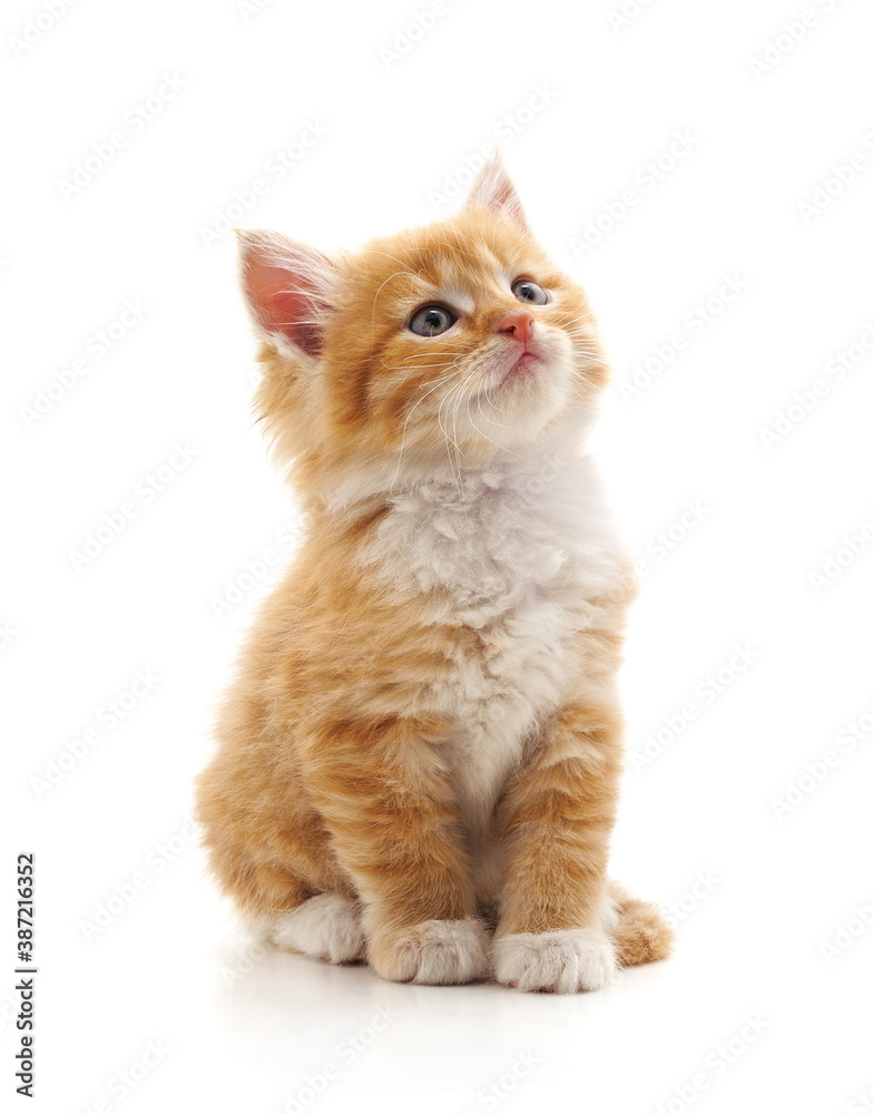 Obraz premium Kitten looking up.