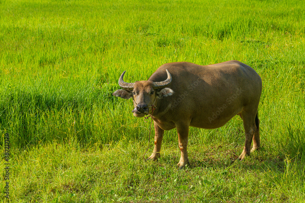 Thai buffalo walking in grass field