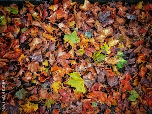 Des feuilles mortes tombées au sol