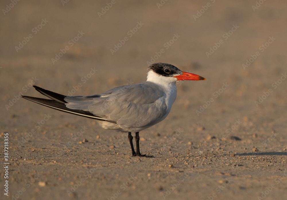 Obraz premium A portrait of a Caspian tern at Busaiteen coast, Bahrain