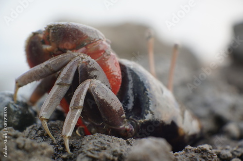 crab on the sand