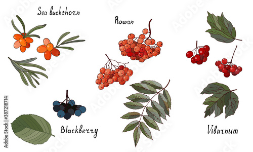 Set of garden berries and leaves. Blackberry, viburnum, rowan and sea buckthorn isolated on a white background.