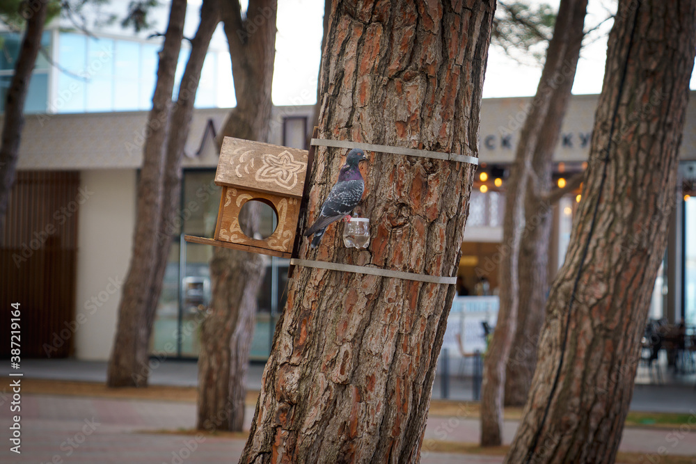 Handmade birdhouse hanging on the tree in park.
