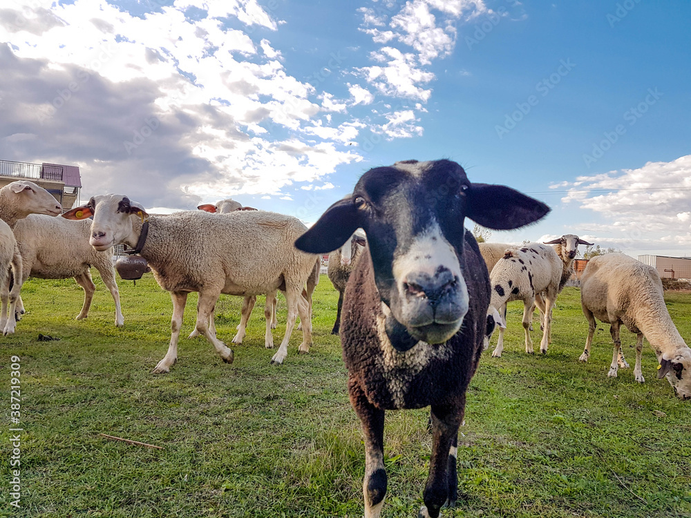 sheeps in a meadow in autumn sky clouds for background