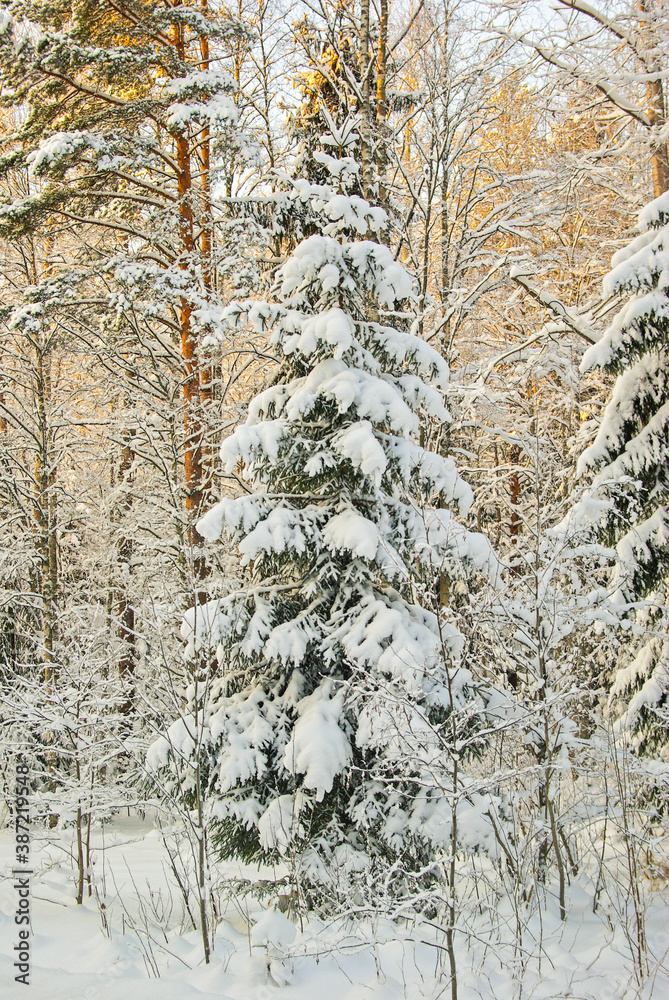 Fototapeta premium forest in winter