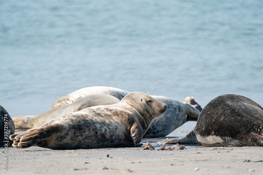 Fototapeta premium Wild Grey seal colony on the beach at Dune, Germany. Group with various shapes and sizes of gray seal
