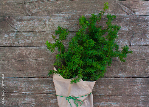 winter bouquet of coniferous brancheson wooden background. Christmas bouquet in craft paper. photo