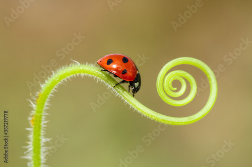a little red ladybug crawling on the green grass in a spiral in the summer Sunny meadow