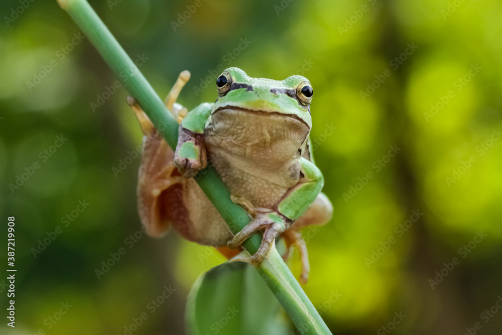 green frog on a branch under umbrella leaf. photography