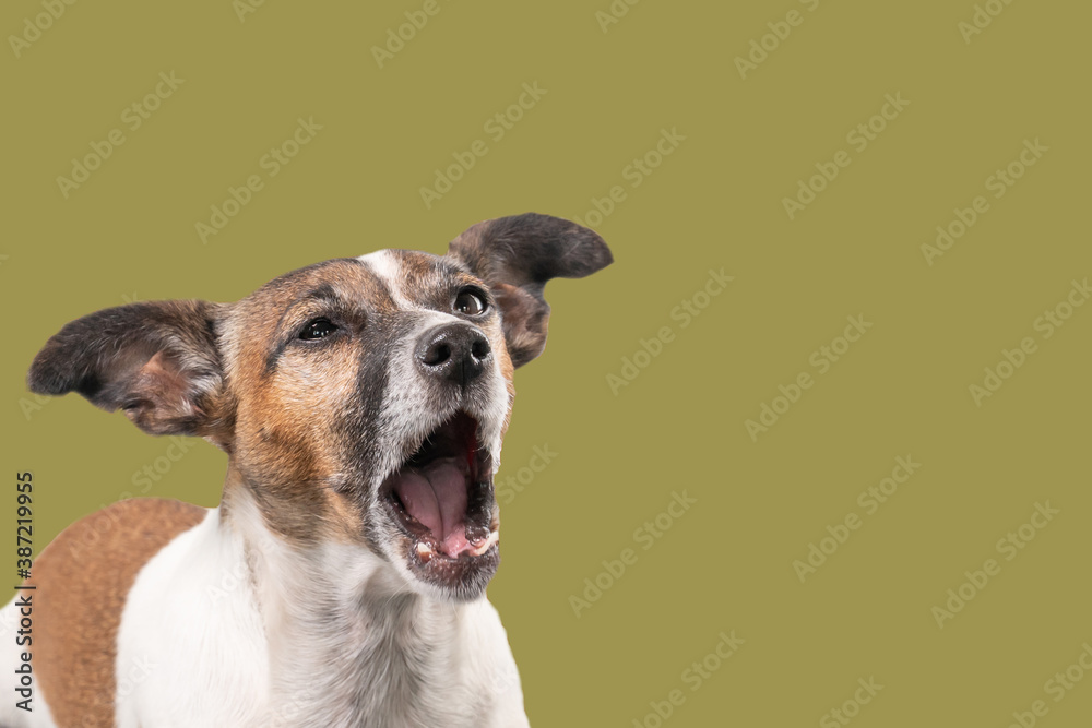 Funny Jack Russell Terrier seems to be screaming with the mouth wide open. Dog head against a gold background, copy-space