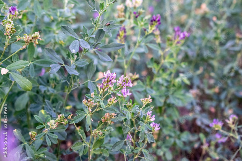 Black and white puppies on asphalt in summer