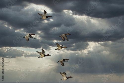 Flock of ducks flying against dark clouds